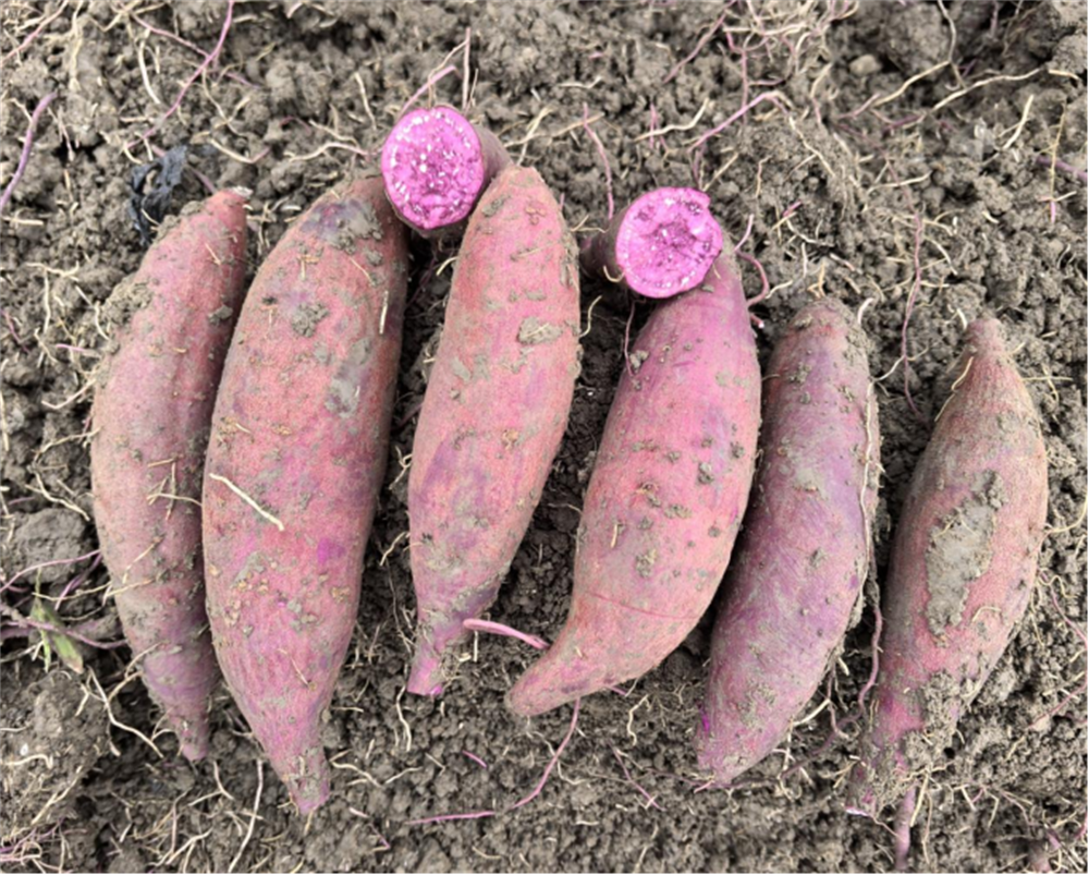 ��ҳ| PG������Ϸ�й����ٷ���վ