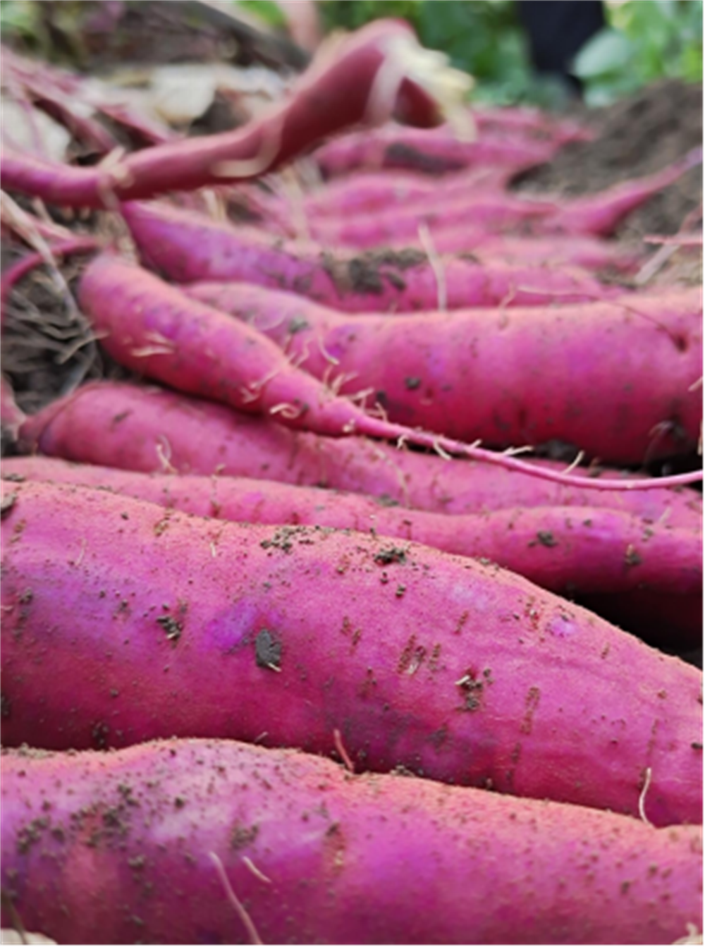 ��ҳ| PG������Ϸ�й����ٷ���վ