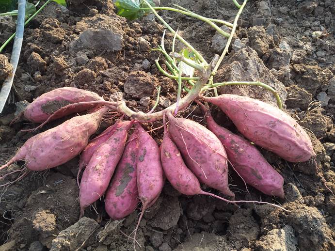 ��ҳ| PG������Ϸ�й����ٷ���վ